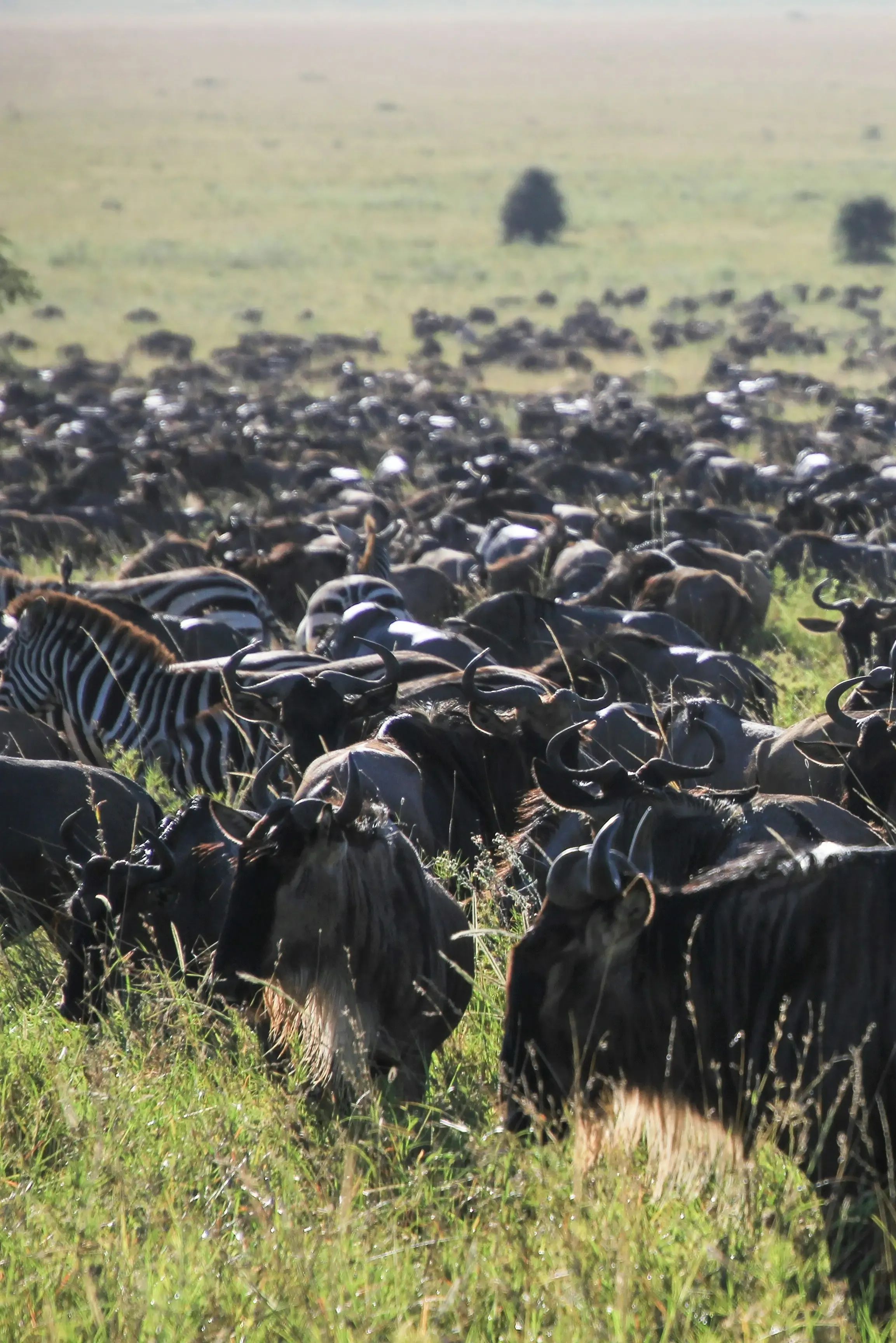 The Great Migration: Nature’s Greatest Wildlife Journey